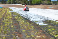 雪下にんじんの収穫 [THI110053328]