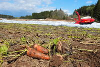 雪下にんじんの収穫 [THI110053329]