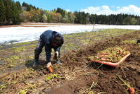 雪下にんじんの収穫 [THI110053330]