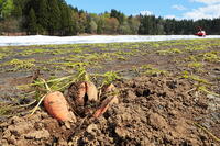 雪下にんじんの収穫 [THI110053331]