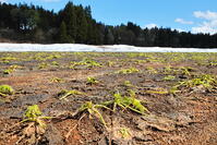 雪下にんじんの収穫 [THI110053332]