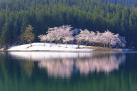 中子の桜　 [THI110053334]