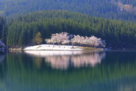 中子の桜　 [THI110053335]