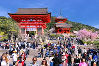 桜の咲く清水寺と仁王門前のにぎわい [THI110053350]