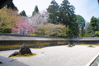 桜の咲く龍安寺の石庭 [THI110053360]