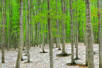 残雪と新緑のブナの美人林 [THI110053379]