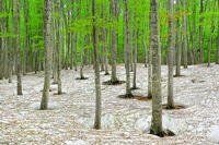 残雪と新緑のブナの美人林 [THI110053380]