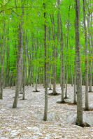 残雪と新緑のブナの美人林 [THI110053381]