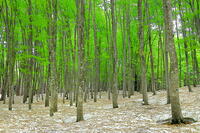 残雪と新緑のブナの美人林 [THI110053382]