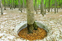 残雪と新緑のブナの美人林 [THI110053383]