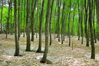 残雪と新緑のブナの美人林 [THI110053385]