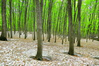 残雪と新緑のブナの美人林 [THI110053386]