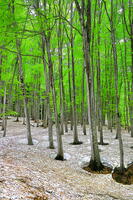 残雪と新緑のブナの美人林 [THI110053387]