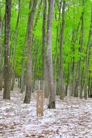 残雪と新緑のブナの美人林 [THI110053388]