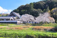 桜の咲く橘寺 [THI110053389]