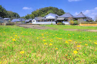 たんぽぽの咲く春の川原寺跡 [THI110053417]
