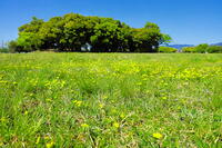 タンポポの咲く藤原宮跡 [THI110053440]