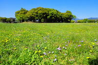 タンポポの咲く藤原宮跡 [THI110053441]