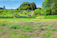 レンゲの花の咲くの天武・持統天皇陵古墳　 [THI110053453]