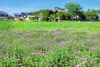 レンゲの咲く飛鳥寺 [THI110053455]