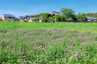 レンゲの咲く飛鳥寺 [THI110053456]