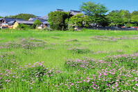 レンゲの咲く飛鳥寺 [THI110053457]