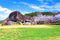 桜の咲く石舞台古墳 [THI110053460]