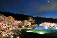 桜のライトアップの石舞台古墳　 [THI110053464]