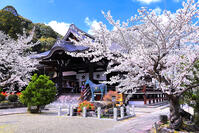 桜の咲く橘寺 [THI110053467]
