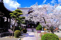 桜の咲く橘寺 [THI110053468]