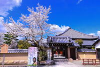 桜の咲く飛鳥寺 [THI110053470]