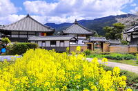 桜の咲く飛鳥寺 [THI110053472]
