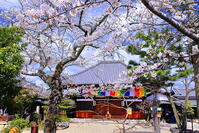 桜の咲く飛鳥寺 [THI110053473]