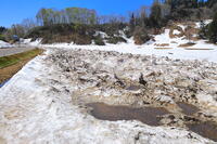 春の豪雪地区の雪を早く溶かす方法のとられた田畑 [THI110053494]