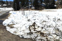 春の豪雪地区の雪を早く溶かす方法のとられた田畑　 [THI110053504]