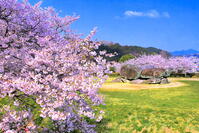 蘇我馬子の墓と伝えられる桜の咲く石舞台古墳　 [THI110053521]
