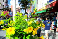 夏の国際通り　 [THI110053539]