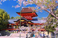 桜の咲く石清水八幡宮　 [THI110053718]