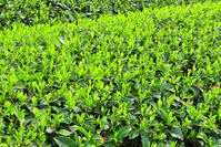 和束町の原山の茶畑　 [THI110053771]