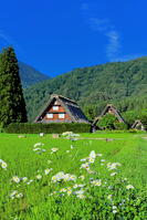 初夏の白川郷 [THI110053776]