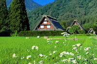 初夏の白川郷 [THI110053777]