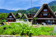初夏の白川郷 [THI110053779]
