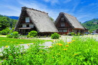 初夏の花咲く白川郷 [THI110053788]