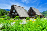 初夏の花咲く白川郷 [THI110053789]