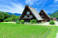 初夏の白川郷 [THI110053792]