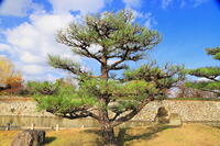 秋の剪定の済んだ松の木 [THI110053995]
