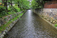 春の高瀬川 [THI110054007]