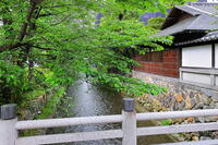春の高瀬川 [THI110054008]
