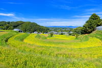 稲の実る明日香村の棚田 [THI110054129]