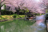 伏見の濠川の桜並木　 [THI110054130]